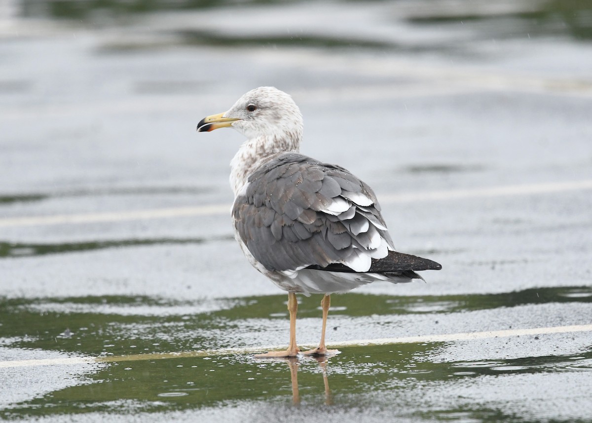 Lesser Black-backed Gull - ML636324705