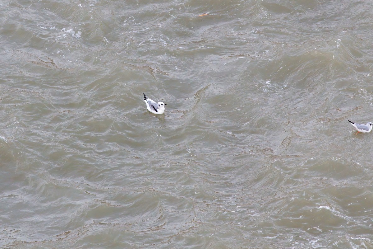 ミツユビカモメ - ML636324708