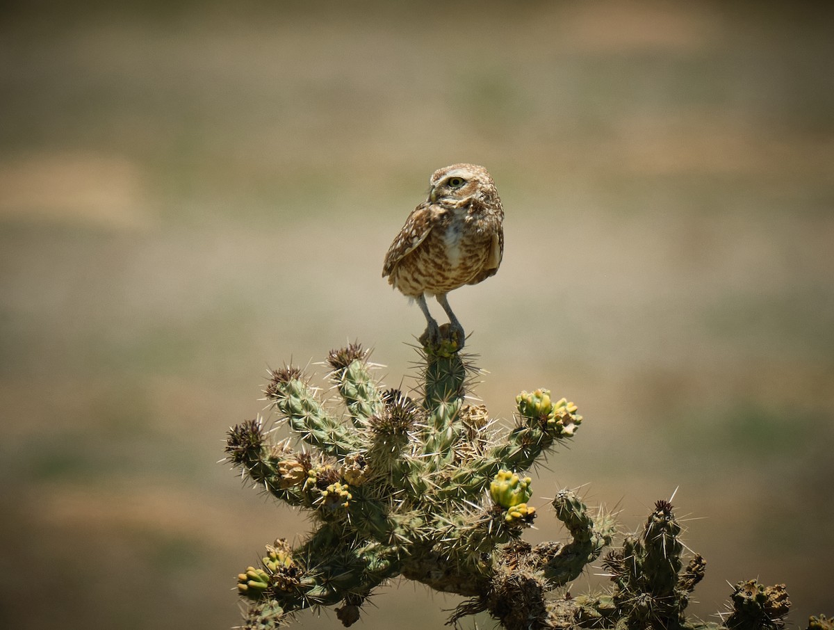 Burrowing Owl - ML636324741