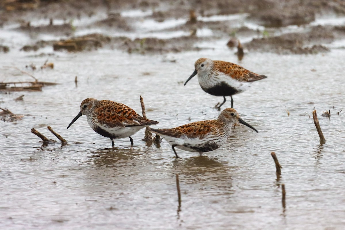 Dunlin - ML636324754