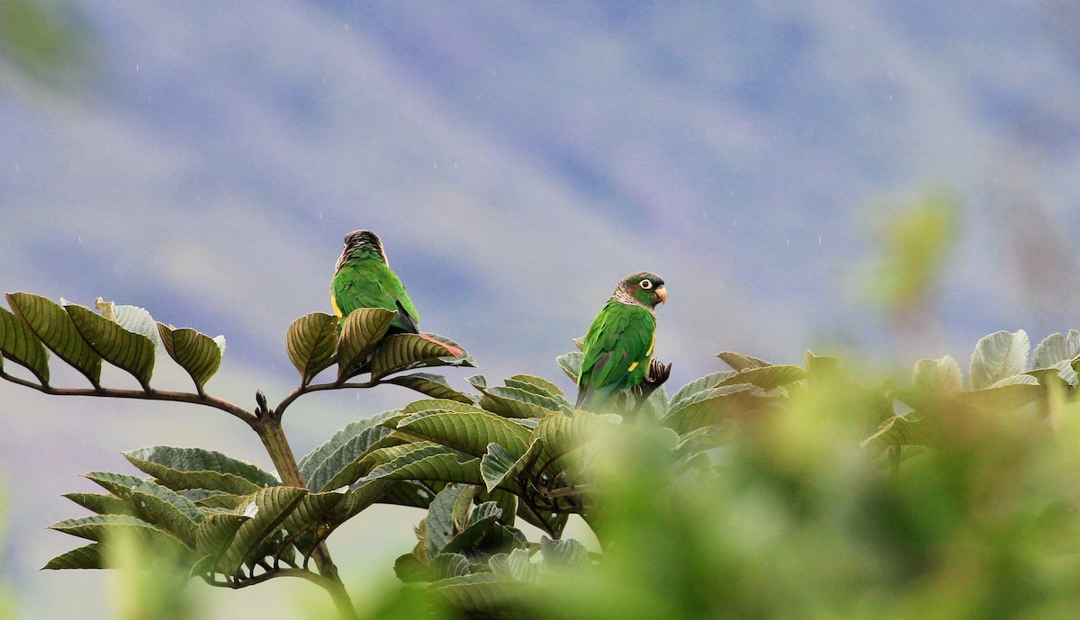 Brown-breasted Parakeet - ML636324906