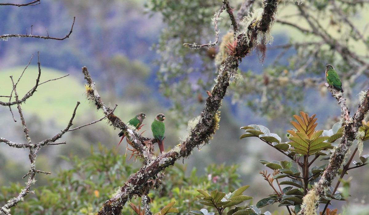 Brown-breasted Parakeet - ML636324909