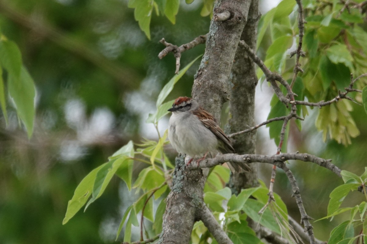 Chipping Sparrow - ML636324953