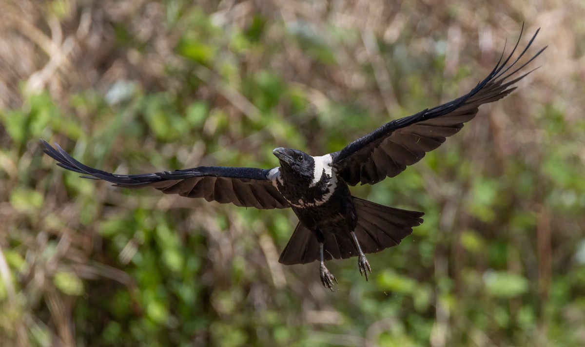 Collared Crow - ML636324975