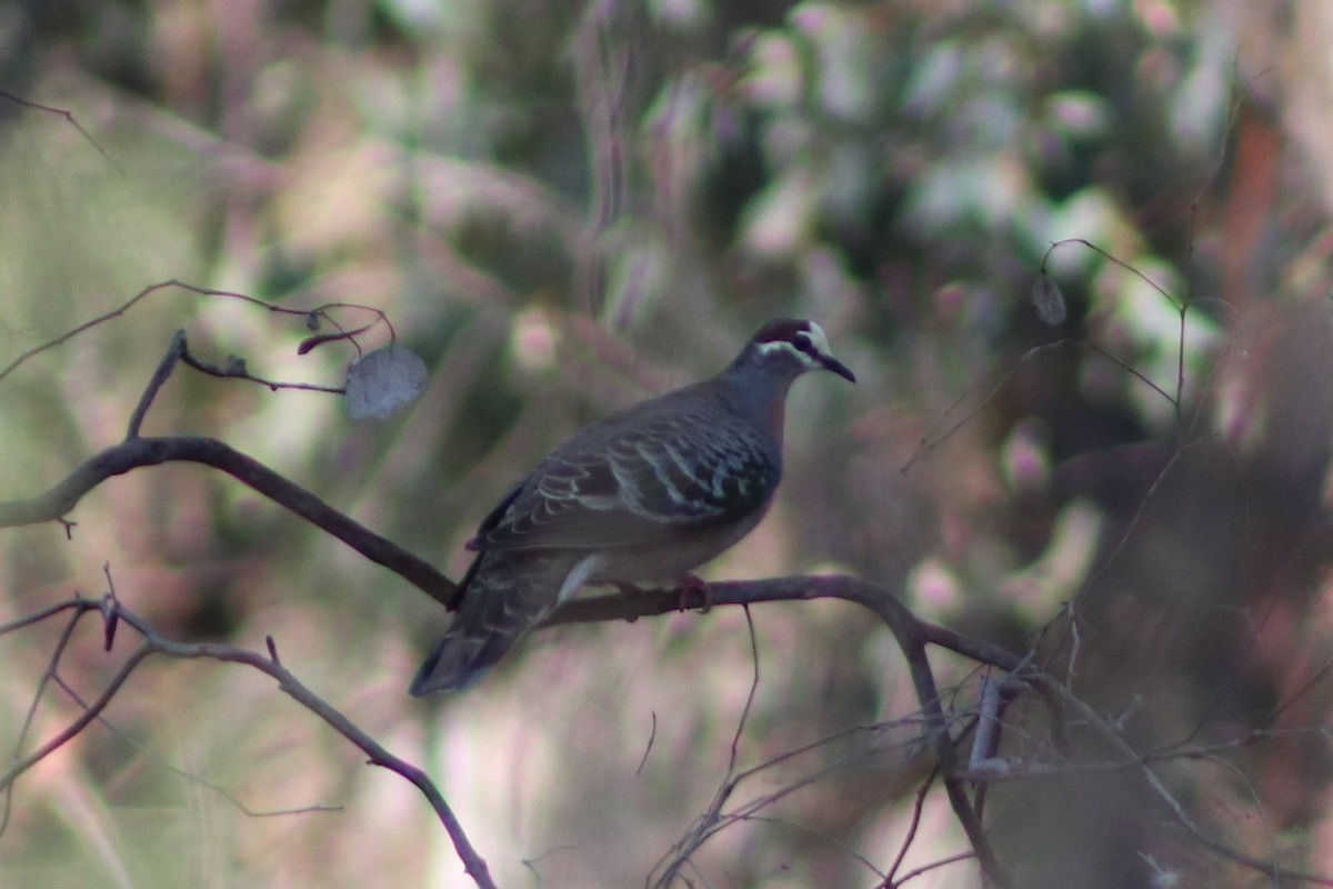 Common Bronzewing - ML636325042