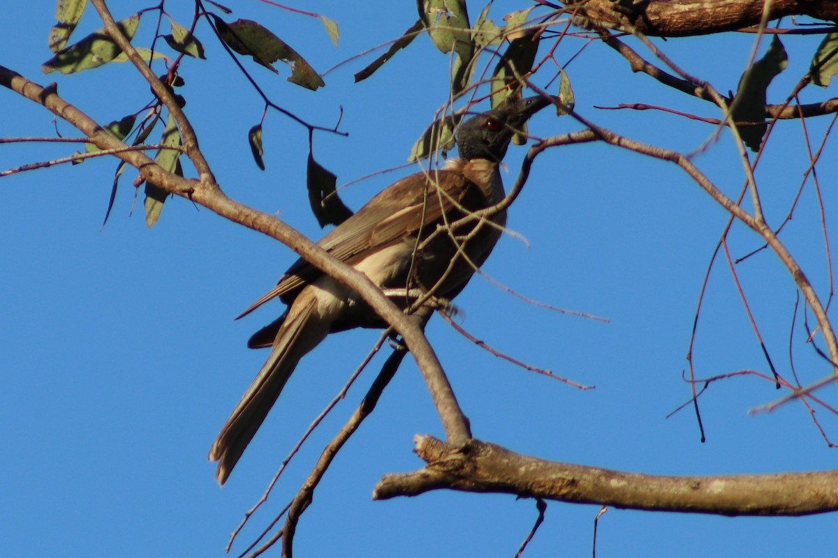 Noisy Friarbird - ML636325053