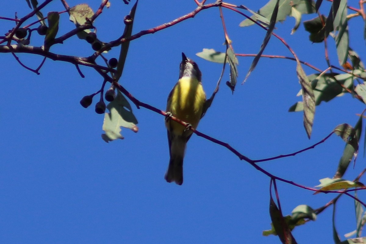 White-throated Gerygone - ML636325061