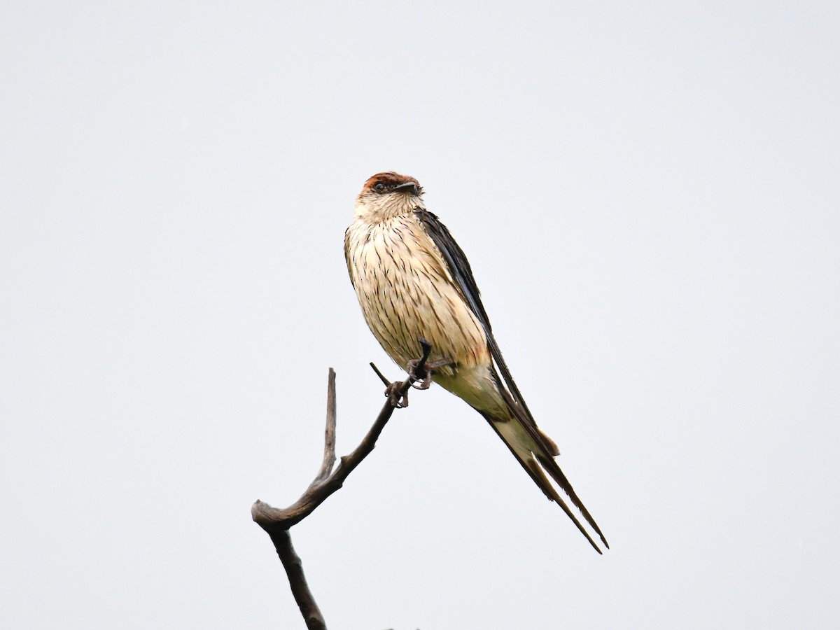 Golondrina Cabecirrufa - ML636325086