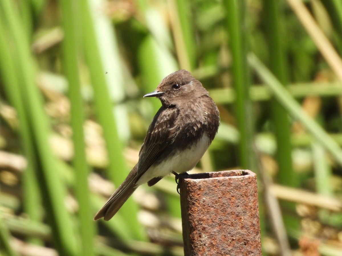 Black Phoebe - ML636325114