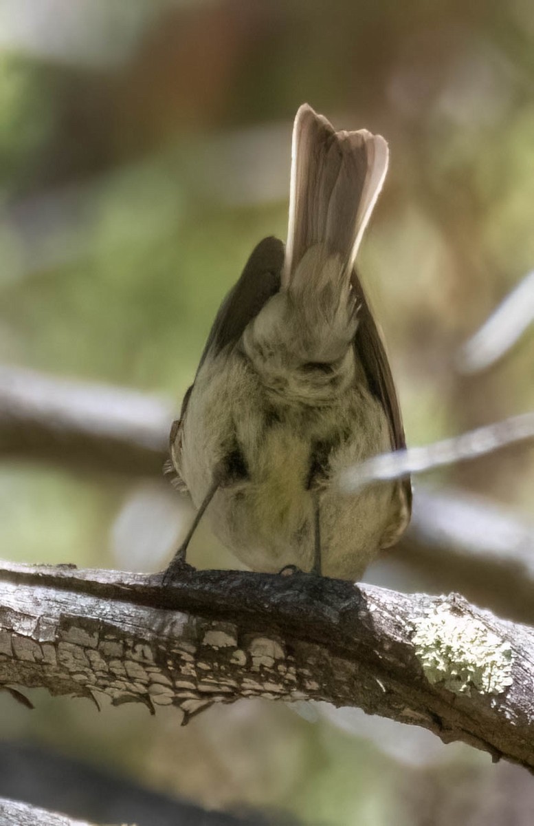Gray/Dusky Flycatcher - ML636325386