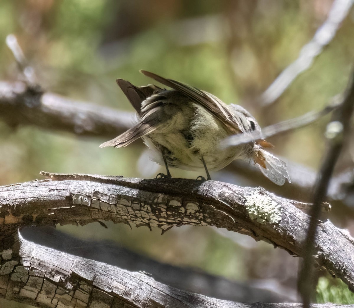 Gray/Dusky Flycatcher - ML636325387