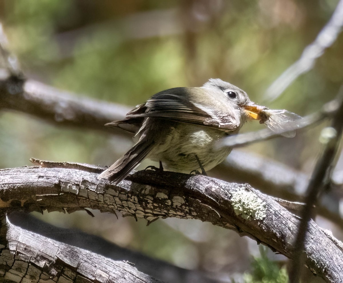 Gray/Dusky Flycatcher - ML636325388