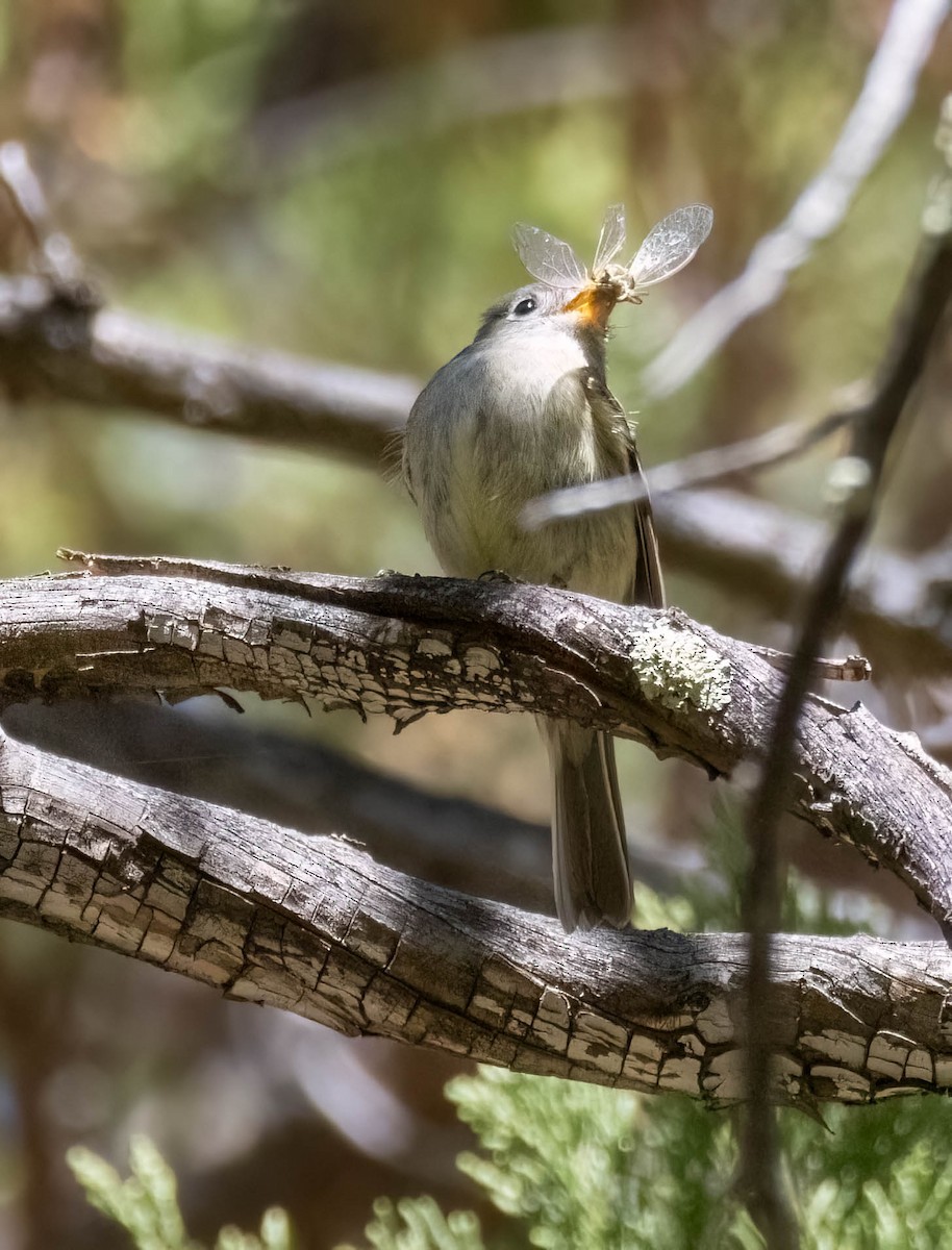 Gray/Dusky Flycatcher - ML636325389