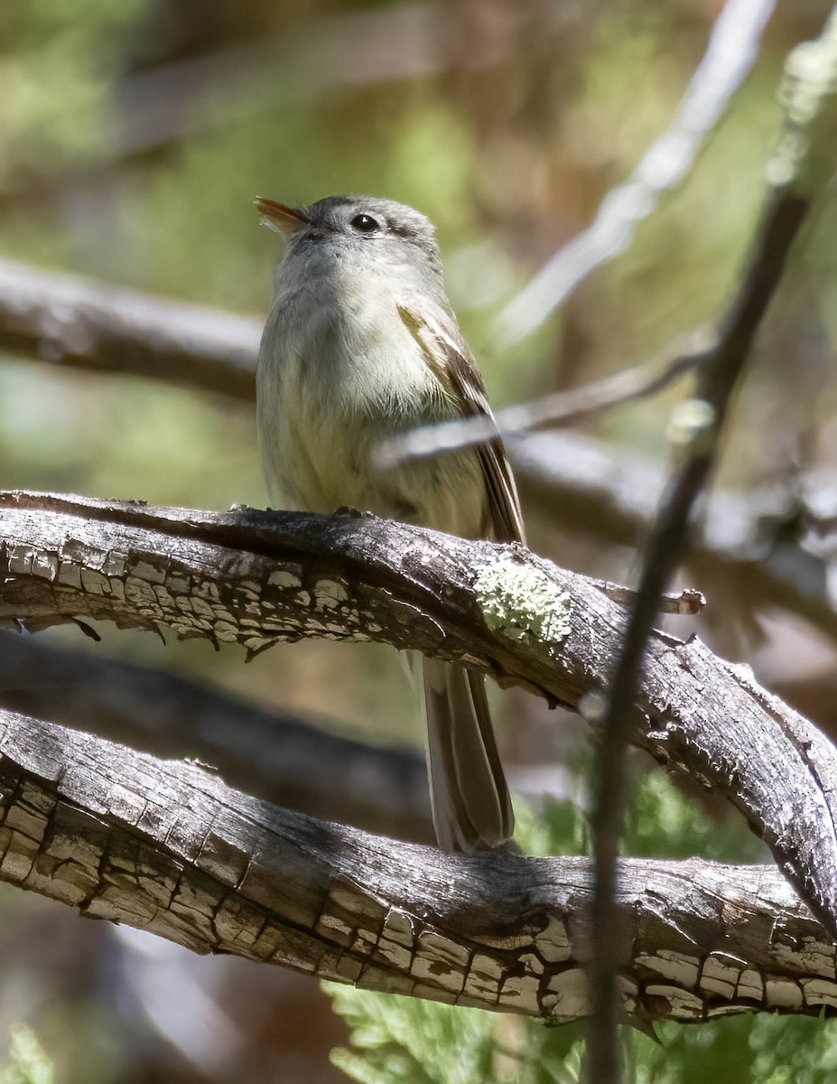 Gray/Dusky Flycatcher - ML636325391