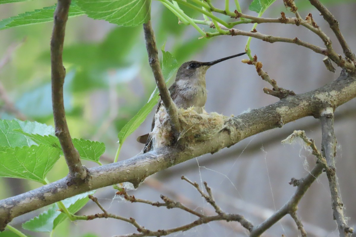 rødmaskekolibri - ML636325428