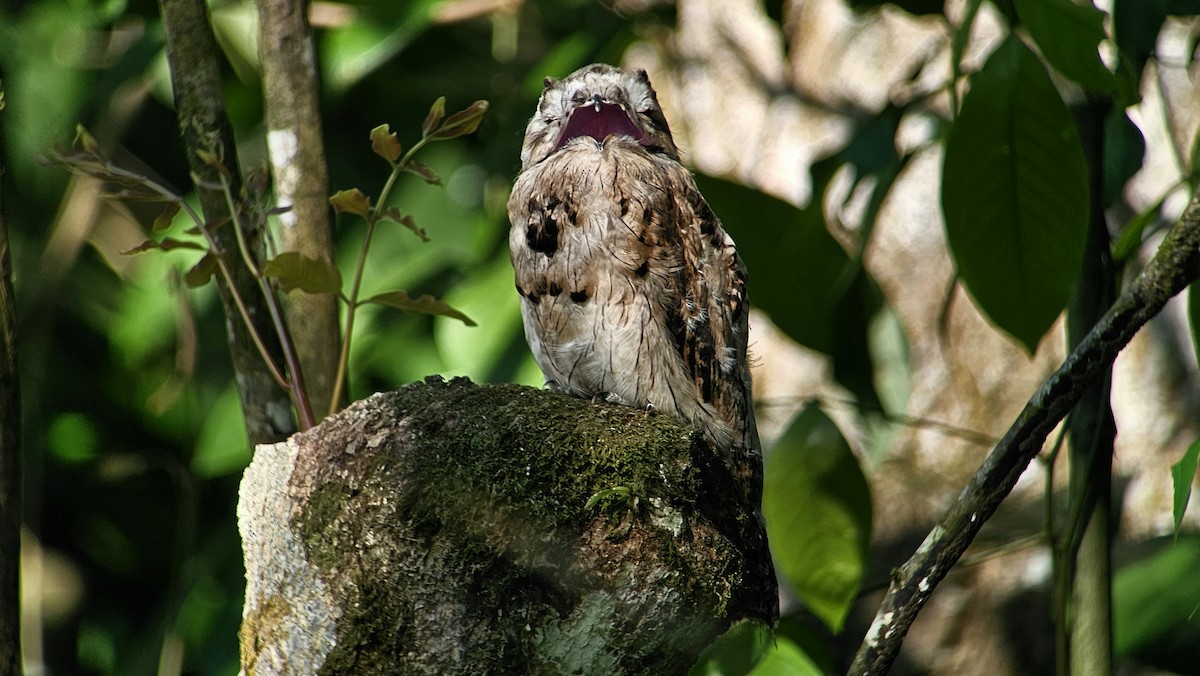 Common Potoo - ML636325673