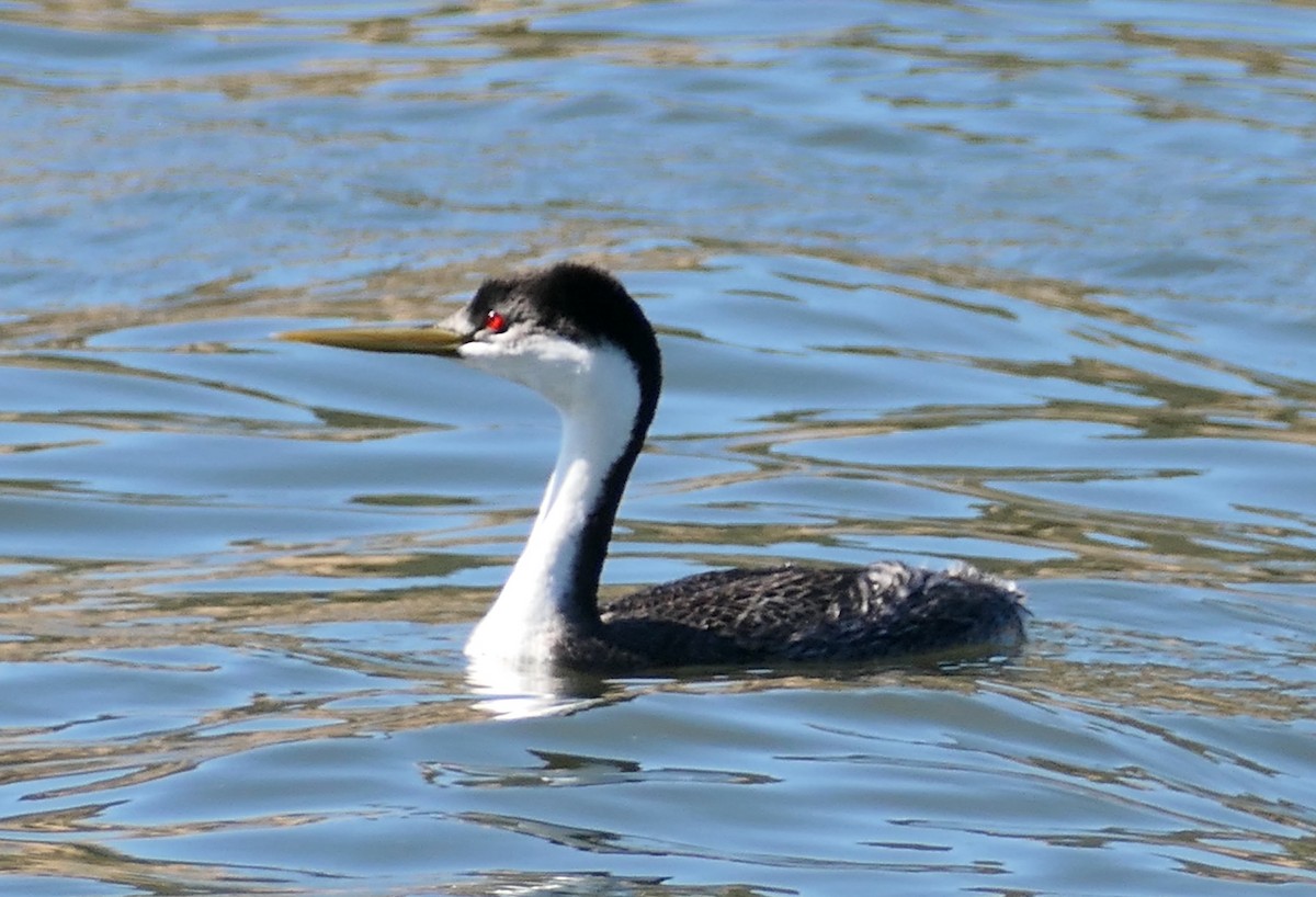 Western Grebe - ML636325676