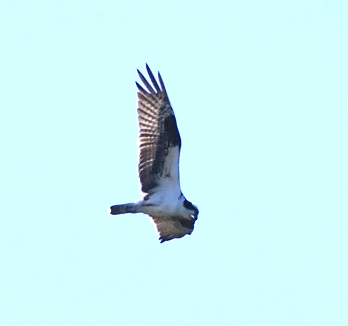 Osprey - ML636325679
