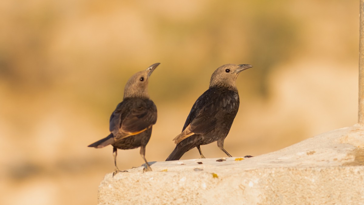 Tristram's Starling - ML636325755