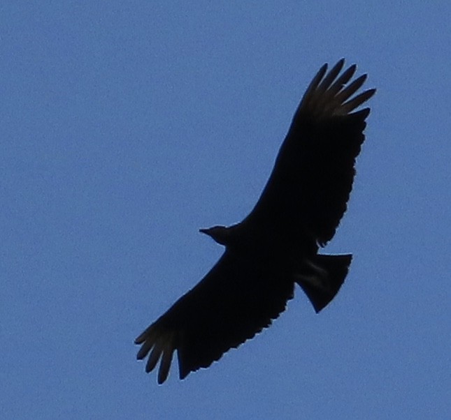 Black Vulture - ML636325814