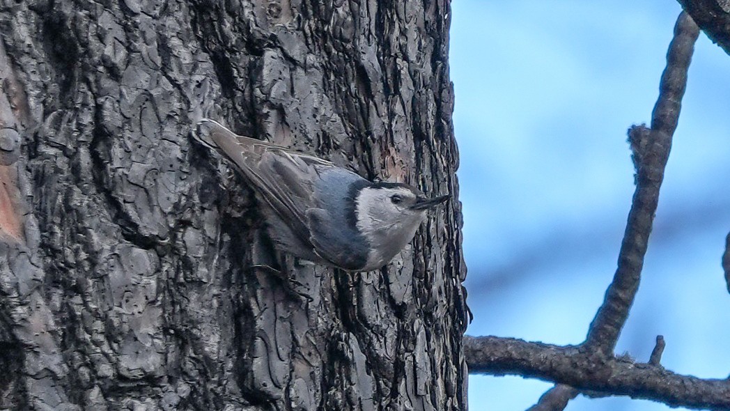 White-breasted Nuthatch - ML636325822