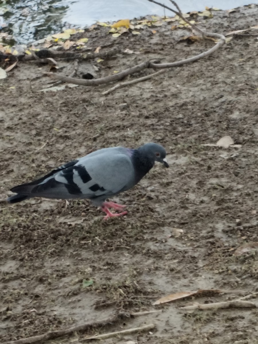 Хөхвөр тагтаа (суурин газрын) - ML636325824