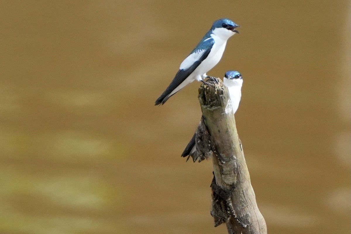 White-winged Swallow - ML636325826