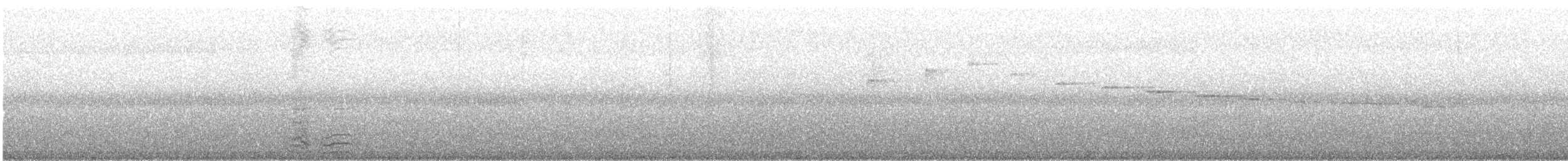 Norfolk Island Parakeet