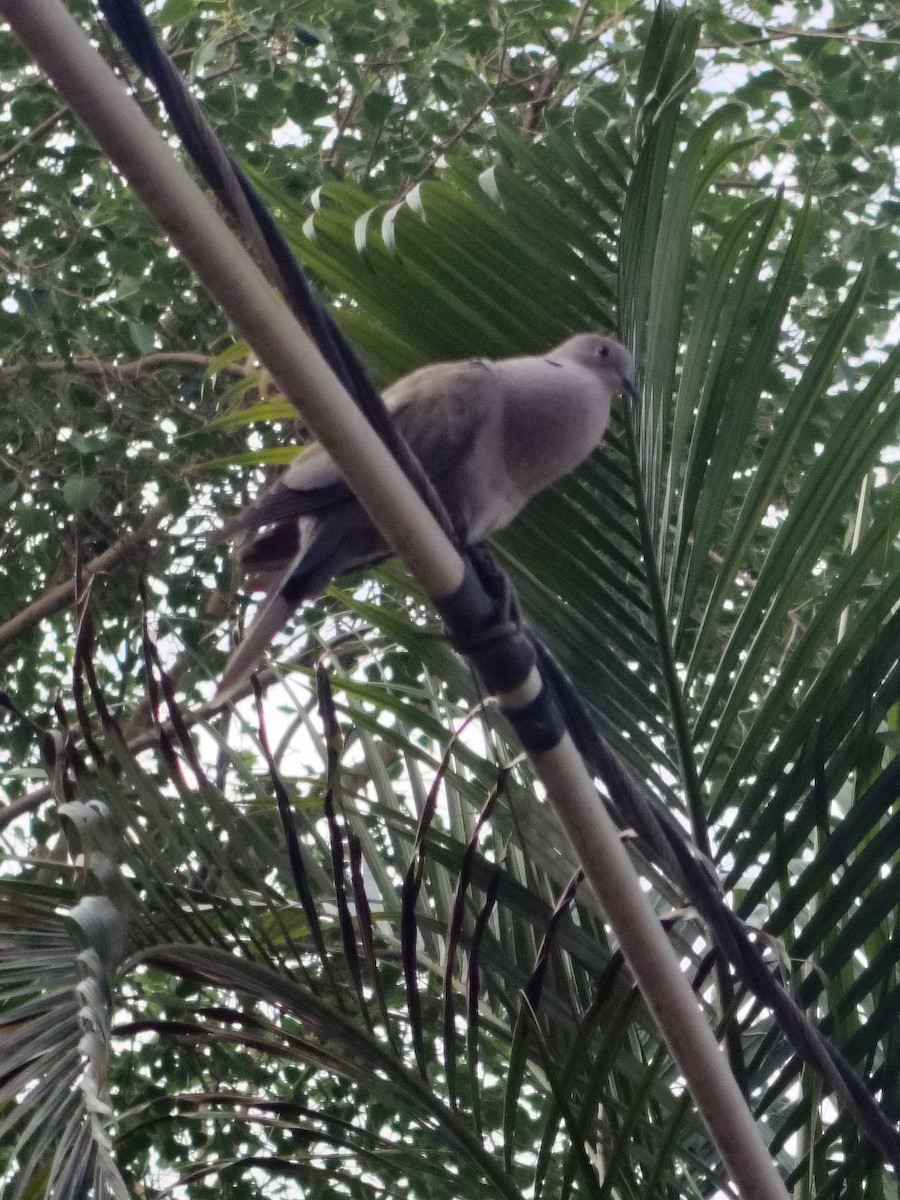 Буулгат хүүрзгэнэ - ML636325837