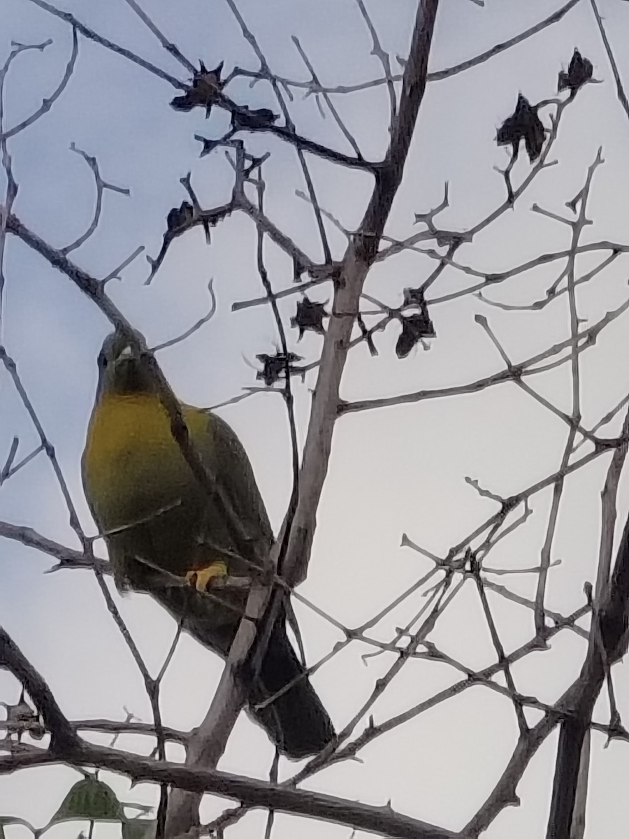 Yellow-footed Green-Pigeon - ML636325858