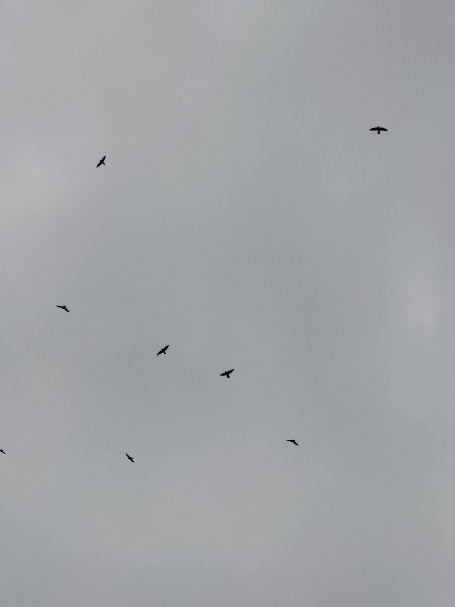 Little Swift - ML636325867