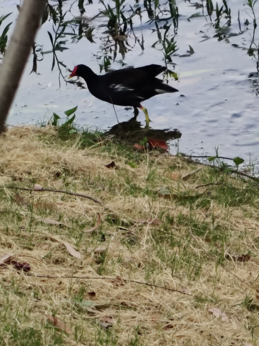 Хажилгат түнжүүр - ML636325878