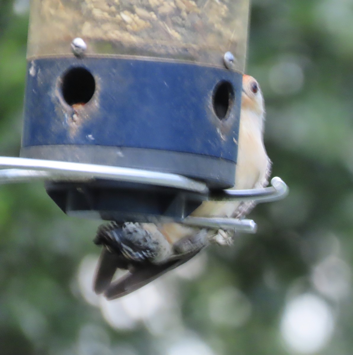 Red-bellied Woodpecker - ML636325883