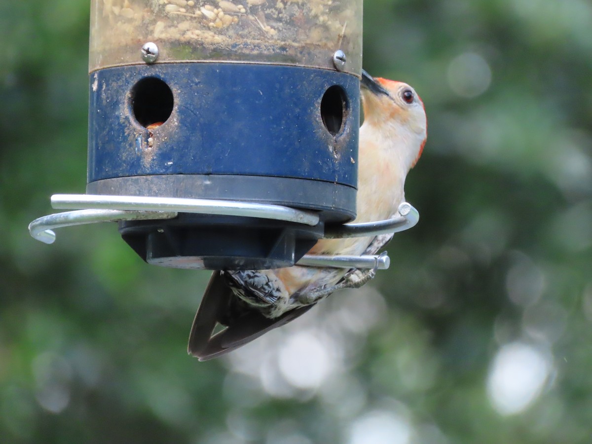 Red-bellied Woodpecker - ML636325885