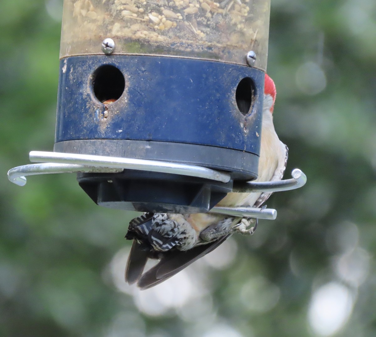 Red-bellied Woodpecker - ML636325886