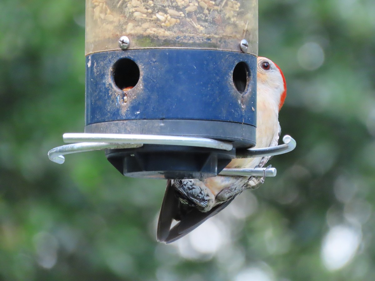 Red-bellied Woodpecker - ML636325887