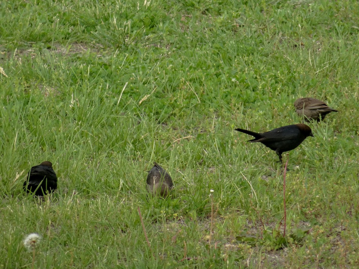 Brown-headed Cowbird - ML636325888