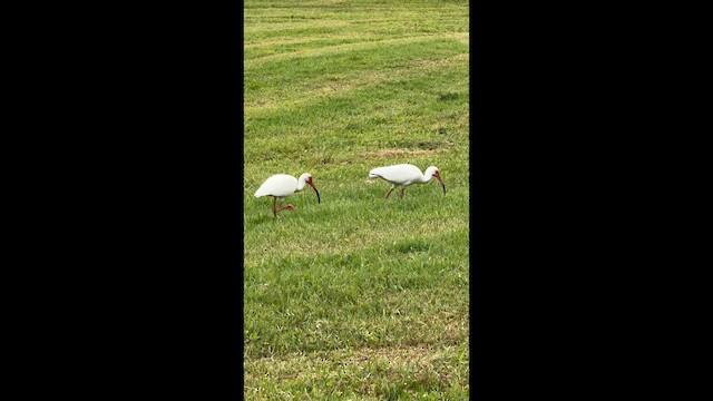 White Ibis - ML636325890