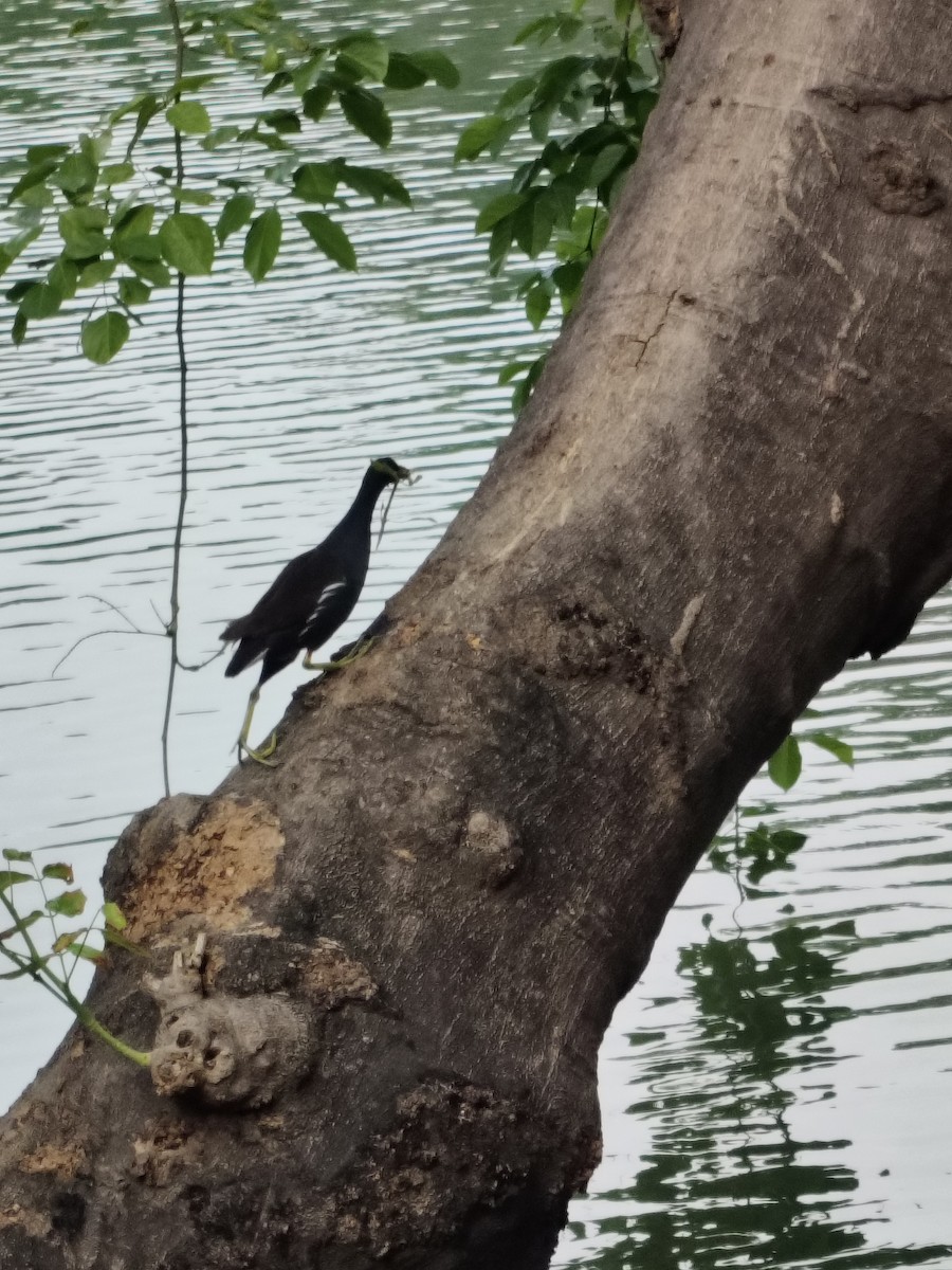 Хажилгат түнжүүр - ML636325901