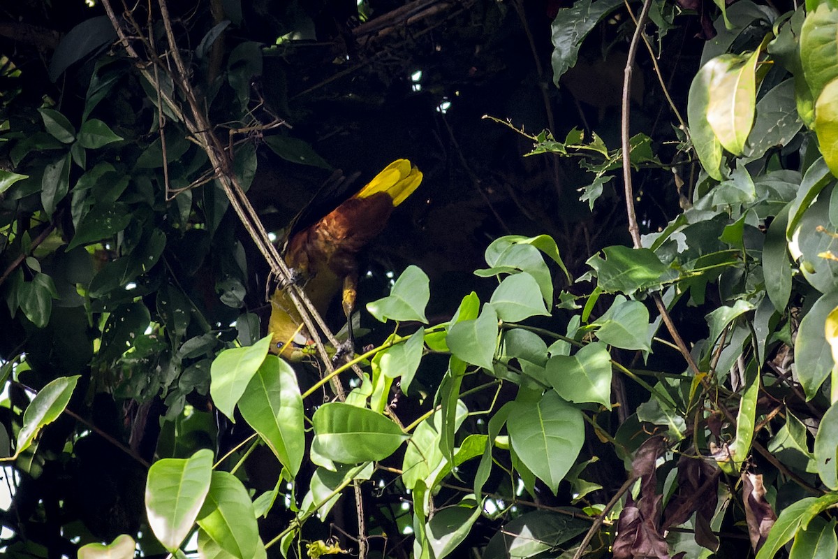 Green Oropendola - ML636325923