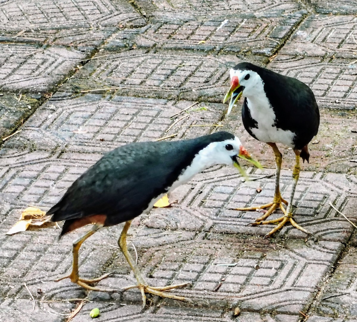 White-breasted Waterhen - ML636325934