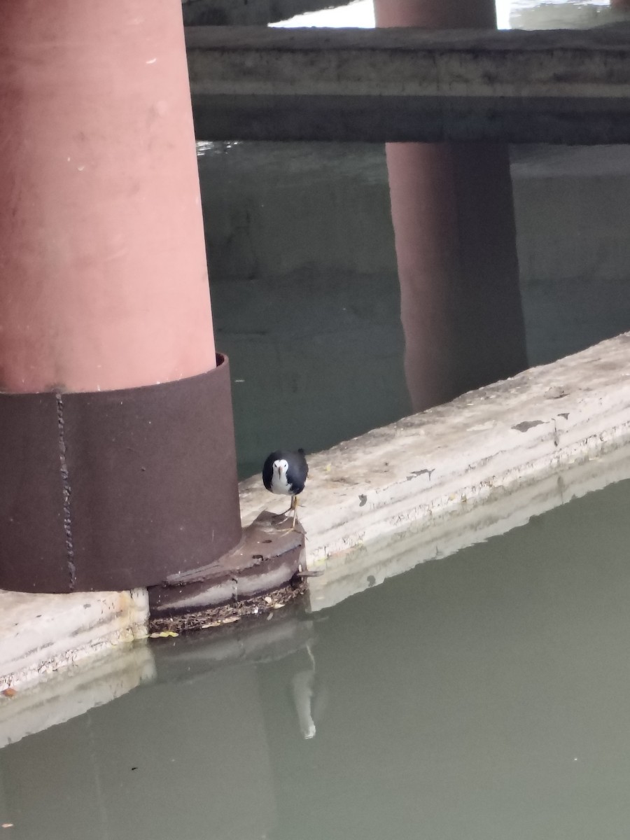 White-breasted Waterhen - ML636325935