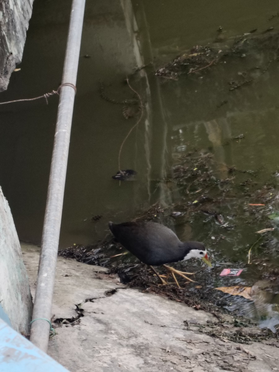 White-breasted Waterhen - ML636325936