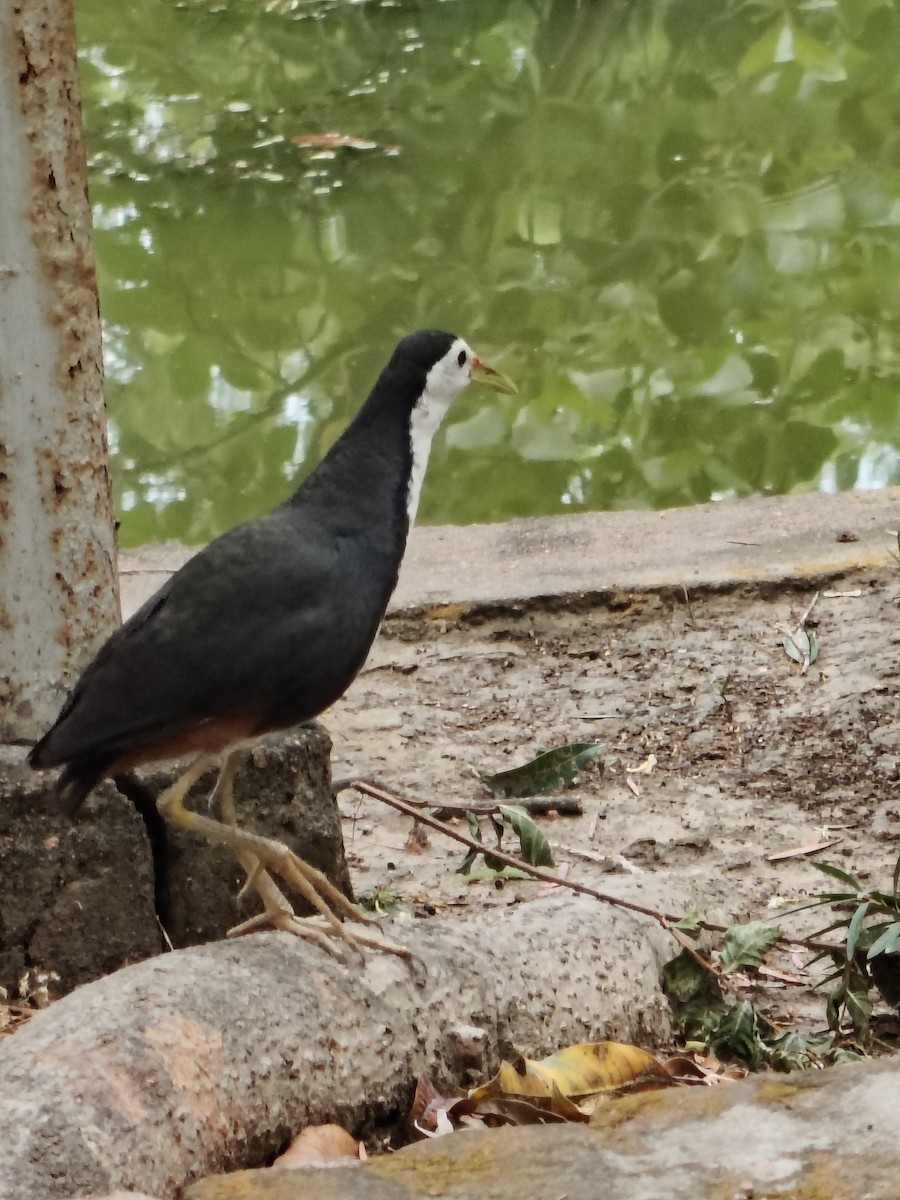 White-breasted Waterhen - ML636325937