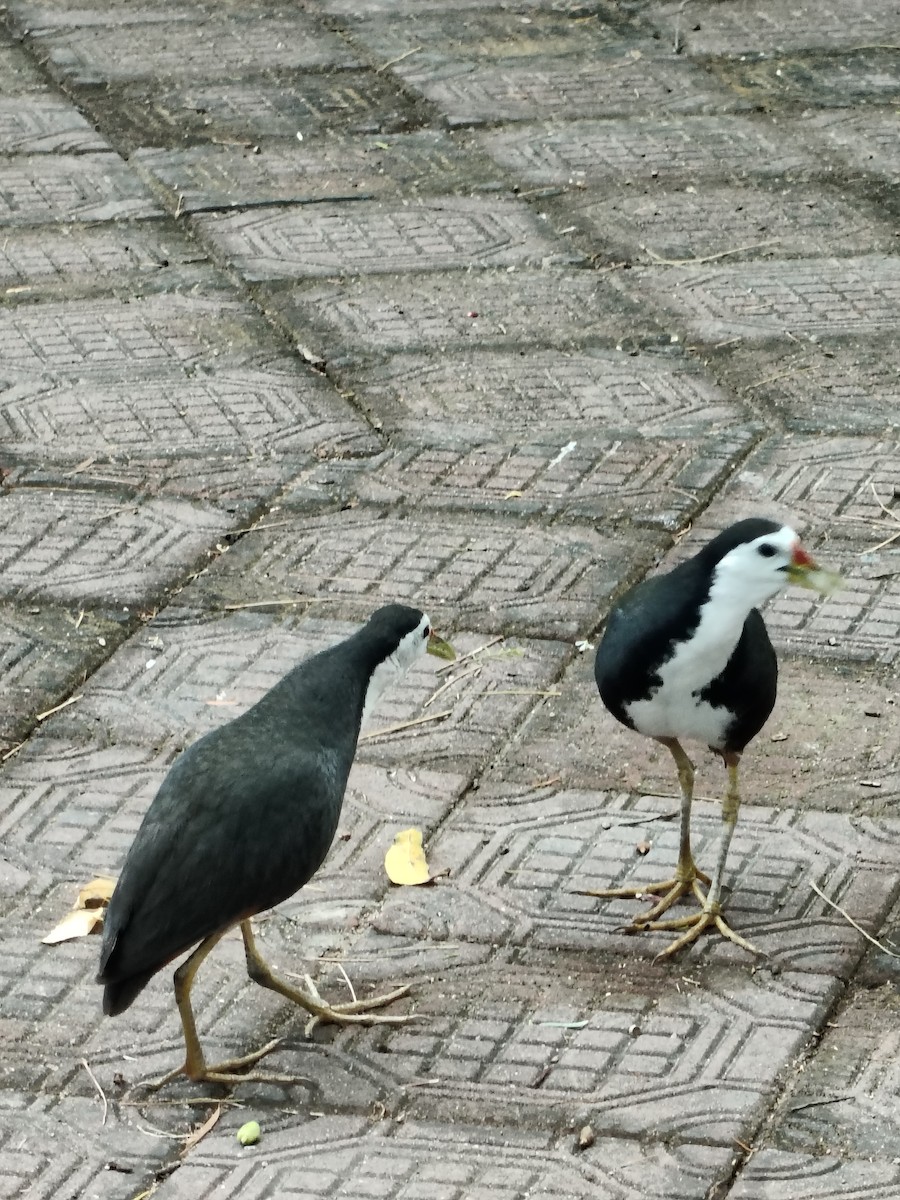 White-breasted Waterhen - ML636325938