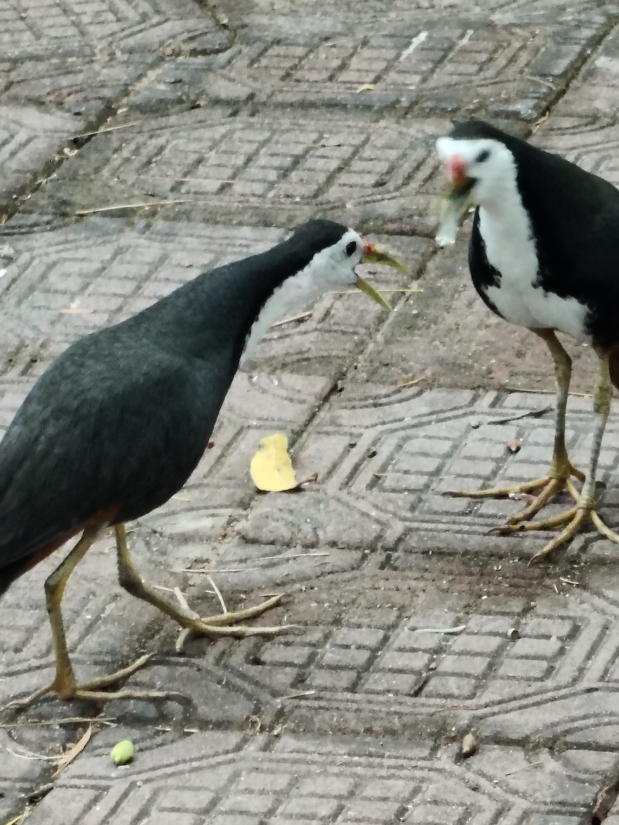 White-breasted Waterhen - ML636325939