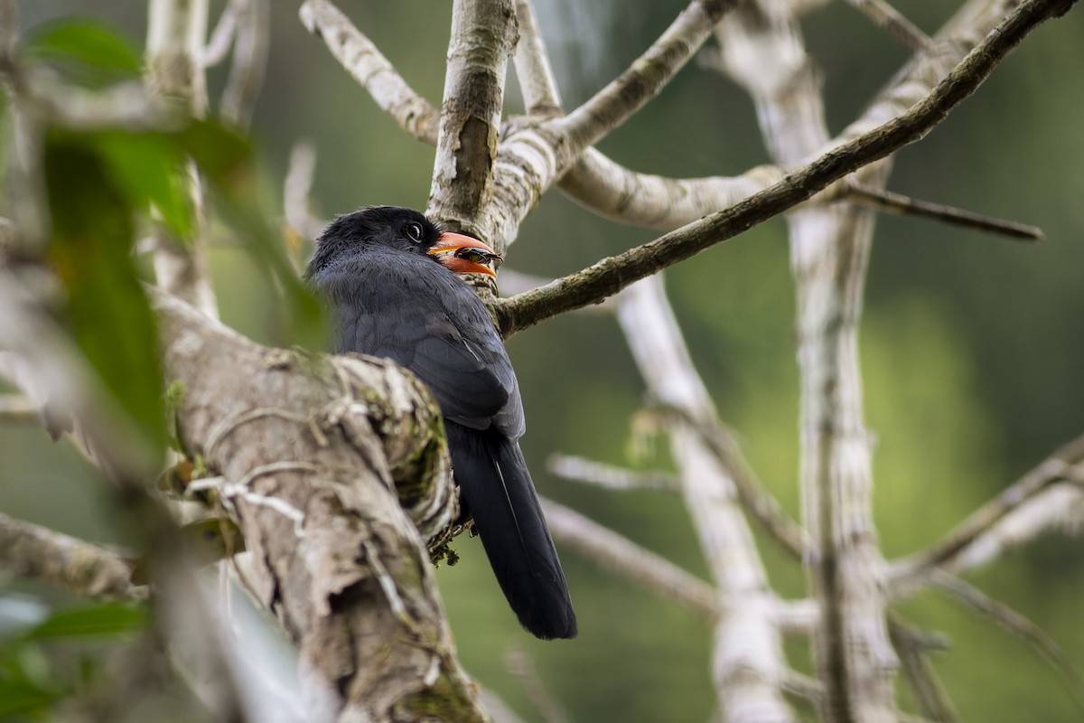 Black-fronted Nunbird - ML636325940