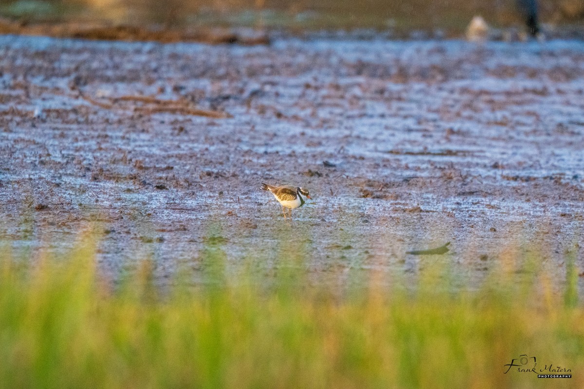 Black-fronted Dotterel - ML636325948