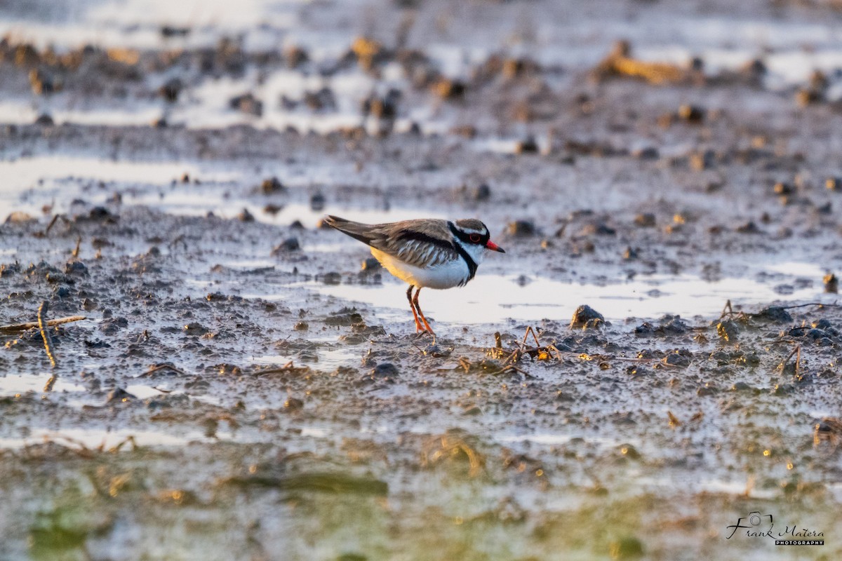 Black-fronted Dotterel - ML636325950