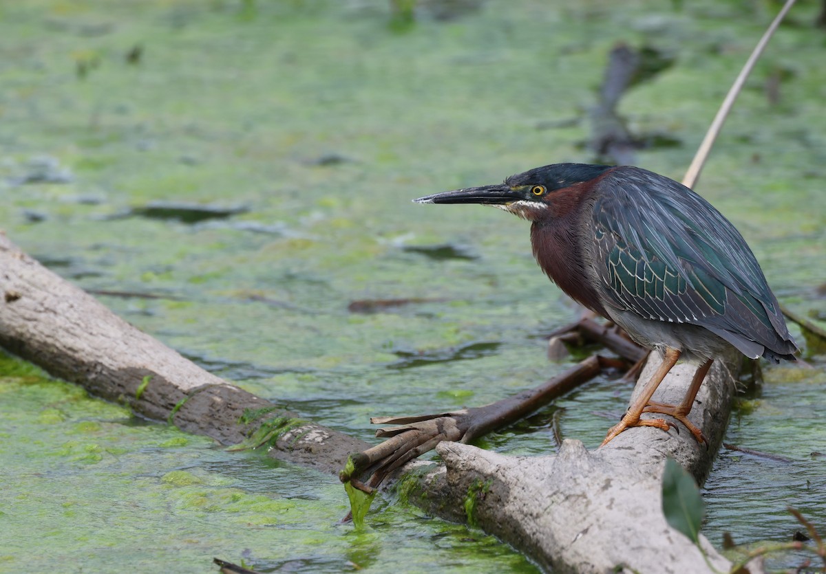 Green Heron - ML636326027